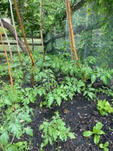 A garden bed, with early growth of tomato, squash, and other plants.