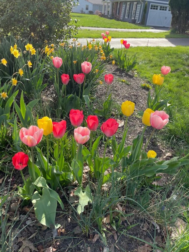 A flowerbed with a row of daffodils in the background and featuring tulips in shades of yellow, pale pink, and deep pink.