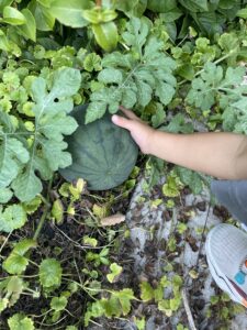 A watermelon emerging from under its leaves.